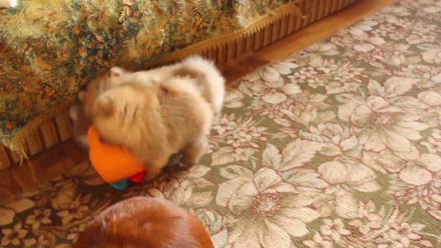 Щенки шпица / Www.spitzburg.ru