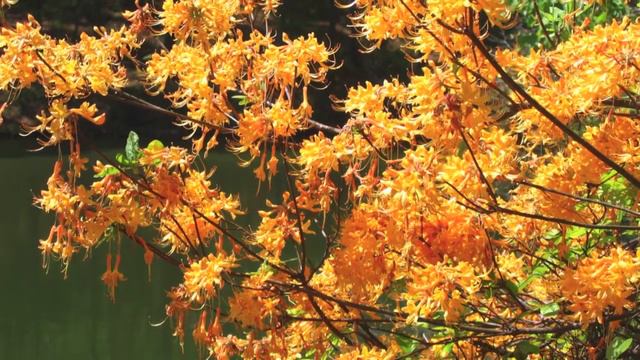 Fast Growing Flame Azalea смотреть онлайн