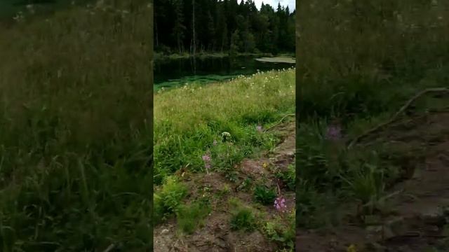 Озеро в деревне Новая Буря Земельные участки в Ленинградской области