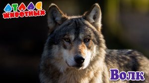 Волк Атлас Животных