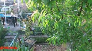 CПАСАЕМ ПЕРСИК  от курчавости и от плодовой гнили ВО ВРЕМЯ - ОПРЫСКИВАЕМ