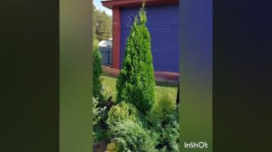 классика туи западной. Смарагд
#Смарагд