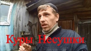 Куры несушки / Содержание и кормление / Спустя 7 месяцев