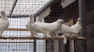 Агасиевские голуби, ленинаканские голуби в Москве