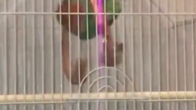 Попугай флексит под цыганскую музыку смотреть онлайн