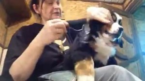 стрижка лап  бернского зенненхунда