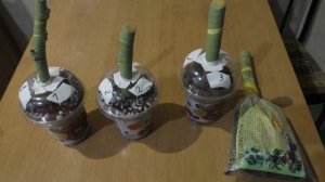 Инжир прививка укоренение ч.2.