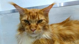 Мейн кун Степа и кот Тихон. Брутальность против красоты