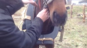 Хомут для лошади.Примерка,ошибки и возможные последствия.