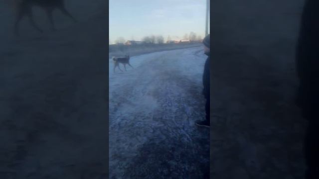 Я хочу найти ту самую собаку