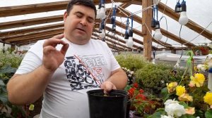 Как сохранить??? клубневые бегонии зимой.