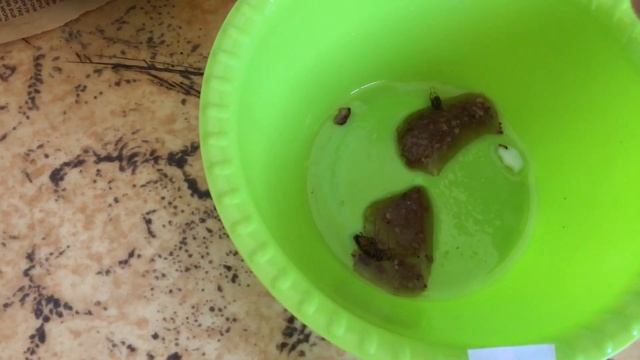 Самодельная ловушка для Тараканов смотреть онлайн