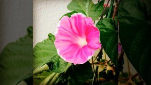 Cannonball Tree flower! 💣🌴🌺 Smells so good no wonder bees like it #organic #hawaii #oahu #north