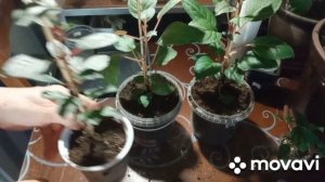 фуксия на штамбе- продолжаем формировать