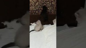 VID-20221109-WA0014.mp4