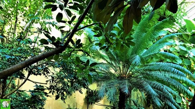 ОСКОЛКИ РАДУГИ выставка орхидей и бромелий смотреть онлайн