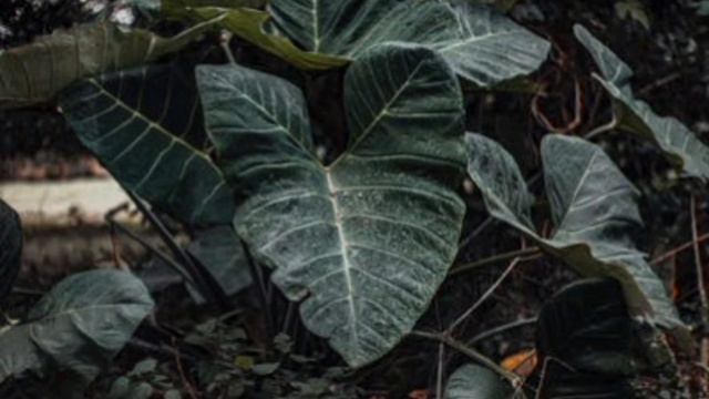 EVO KAKO SE UZGAJA ALOKASIA SREBRNI ZMAJ BILJKA SREBRNO SIVIH LISTOVA U OBLIKU SRCA смотреть онлайн