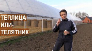 Теплица для телят? Семейная ферма КФХ Герефорд