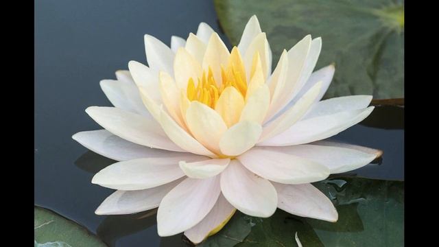 Мудра лотос против одиночества-такова концепция. Часть 1. Практическое продолжение следует.