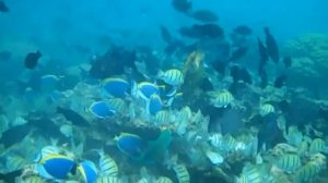 ✔ Снорк на мелководье резорта Eriyadu Resort, Мальдивы