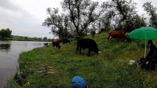 Ловля НА ДОНКУ!  Атака коров.  Готовим булгур
