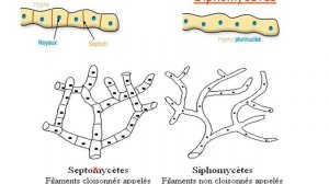 cytologie , morphologie du champignon