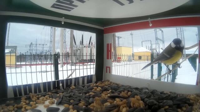 Синички / Tit Feeder смотреть онлайн