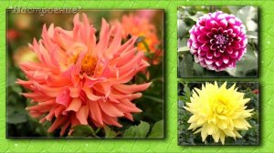 Любимые цветы Георгины ? Фото