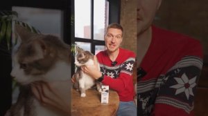 Как подготовить кошку к переезду в новую квартиру