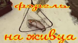 Форель на живца зимой по открытой воде в РК Азарт,