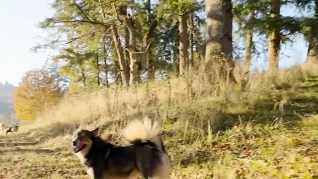 Joey the husky loves being in the house which makes sense | The Asher House смотреть онлайн