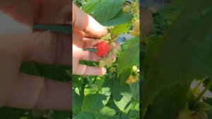 Обрезка и формировка ежевики Блек Джем...Летняя ягода  ремонтантных сортов Примальба , Энросадира.