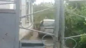 Злые и странные собаки