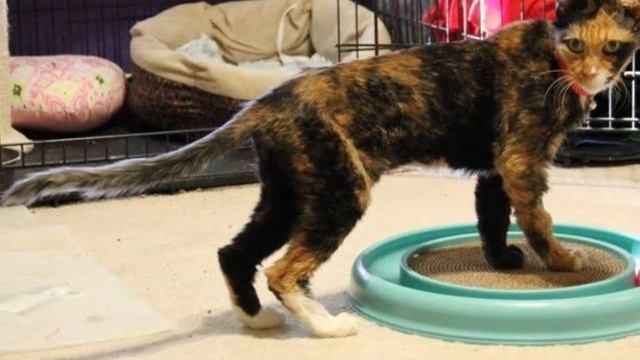 Все были удивлены, что кошка все еще оставалась жива. Она была похожа на скелет, обтянутый кожей. смотреть онлайн