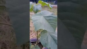 Павлония состояние на конец первого года посадки
