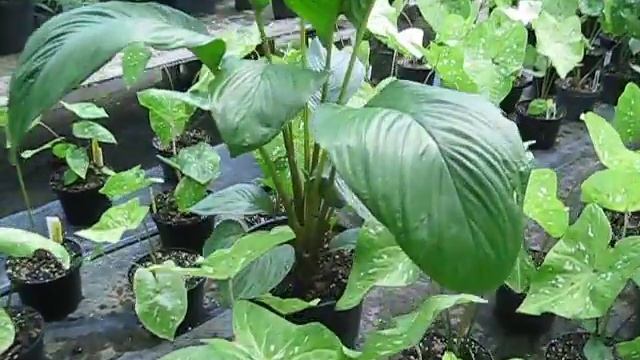 Tacca chantrieri Black Bat Flower смотреть онлайн