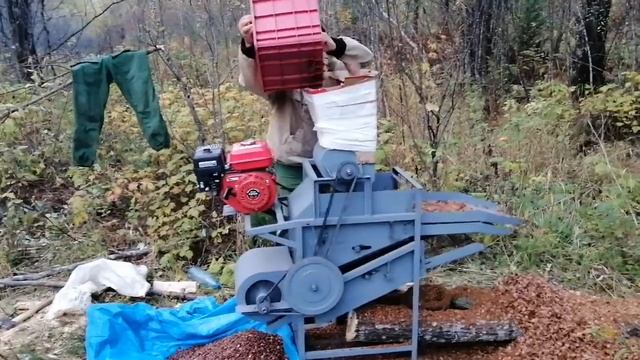 Переработка кедровой шишки