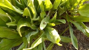 Очиток до цветения.