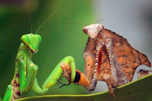 Зачем самка богомола съедает самца после спаривания?