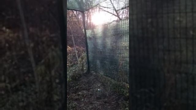 Сервалы и каракалы. Стрим 13.11.2022 15:00 Мск смотреть онлайн