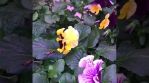 Съедобные цветы пусть украшают ваши блюда и радуют Вас!