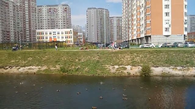 Утки на пруду Коровка смотреть онлайн