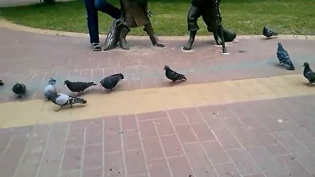 Стая голубей смотреть онлайн