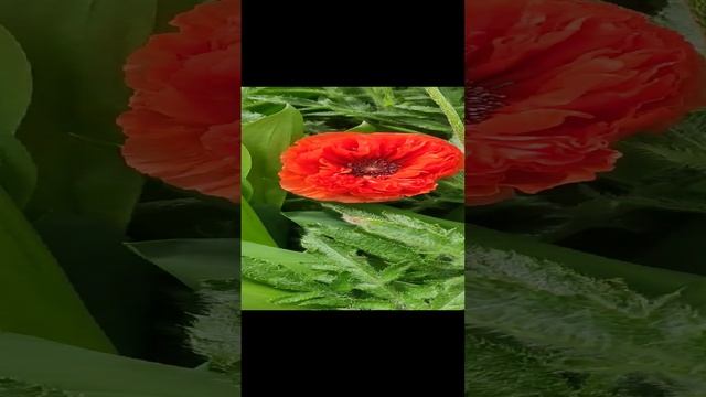 Прекрасные дачные цветы. Ирисы зацвели. Ландыши на даче. Шикарные маки.