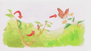 蝴蝶和虫子 _ short speech _ Chinese language listening practice