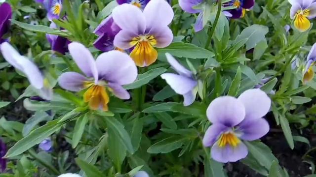 фиалочки смотреть онлайн