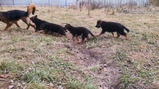 Наши девочки, литера Б. смотреть онлайн