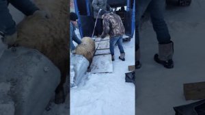 хряк 1,2 года, перевозка в машине