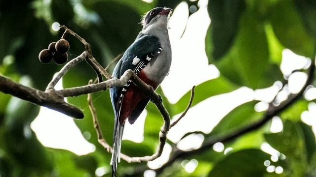 Cuban Trogon Pakshi Ke Bare Mein Rochak Jankari // Amazing Facts About Trogon Tocororo Birds смотреть онлайн