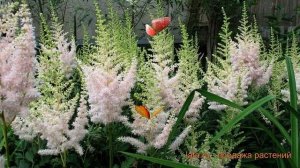 Астильба китайская Милк энд Хоней ? обзор: как сажать, саженцы астильбы Милк энд Хоней